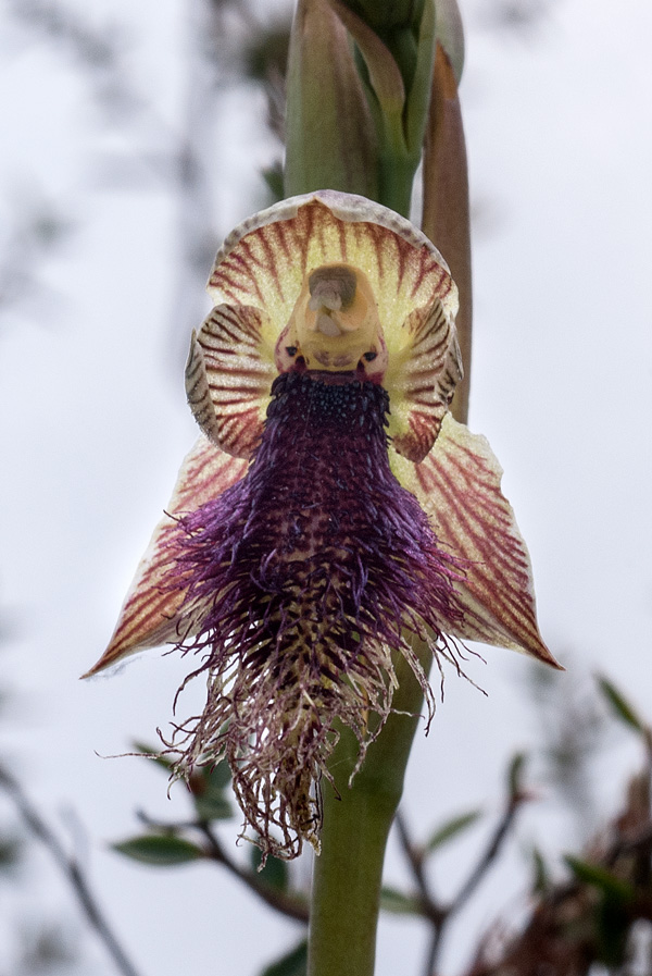 Calochilus platychilus (Purple bearded orchid)