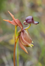 Large duck orchid - caleana major